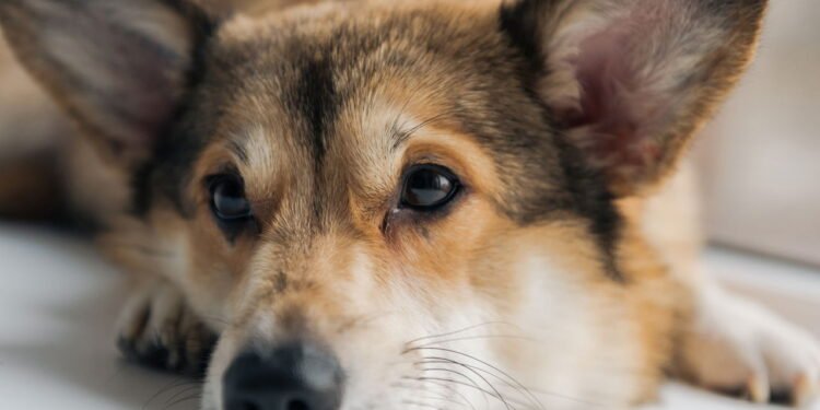 Como prevenir acidentes domésticos comuns com filhotes