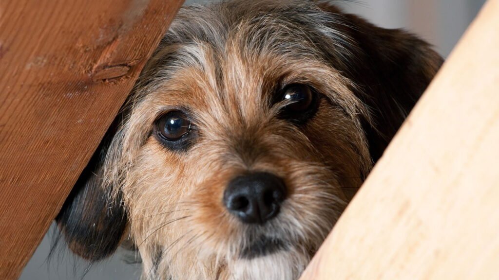 Como prevenir acidentes domésticos comuns com filhotes