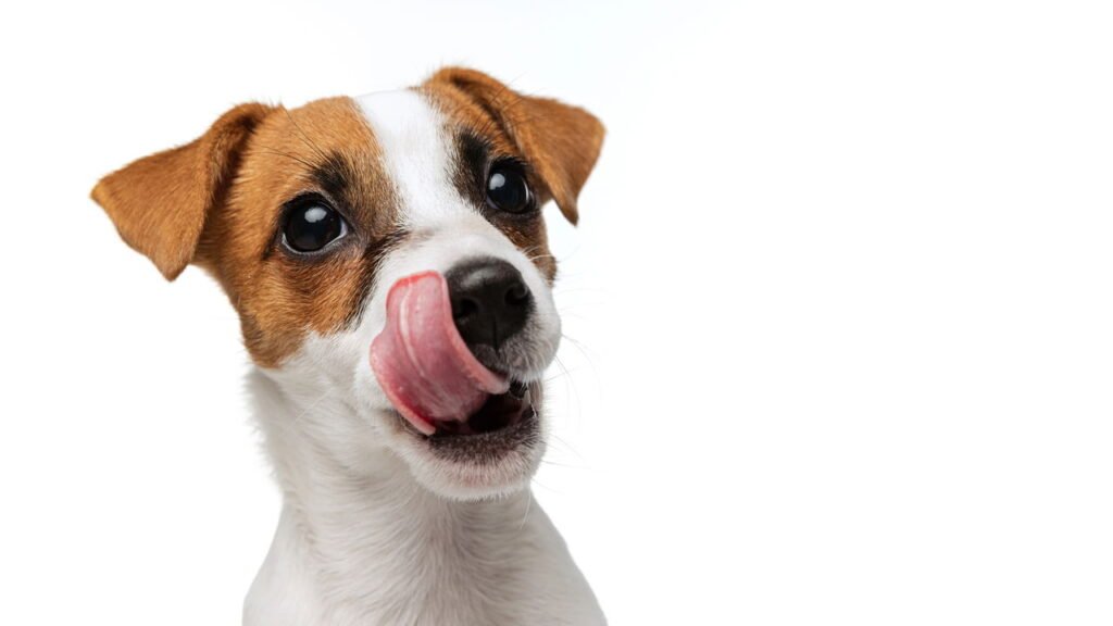 Como lidar com pets com medo de visitas em casa