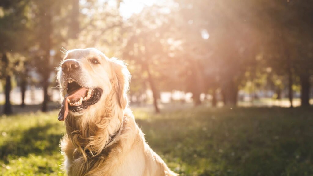 O que significa se seu cão não se dá bem com outros animais, segundo especialistas