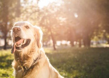 O que significa se seu cão não se dá bem com outros animais, segundo especialistas