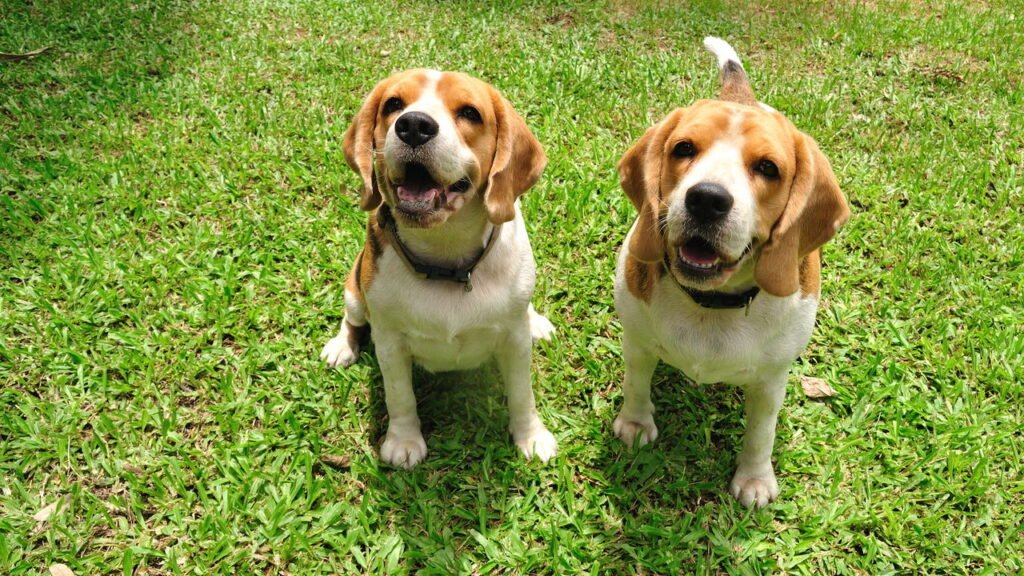 O erro comum que pode deixar seu pet ansioso e inseguro em casa