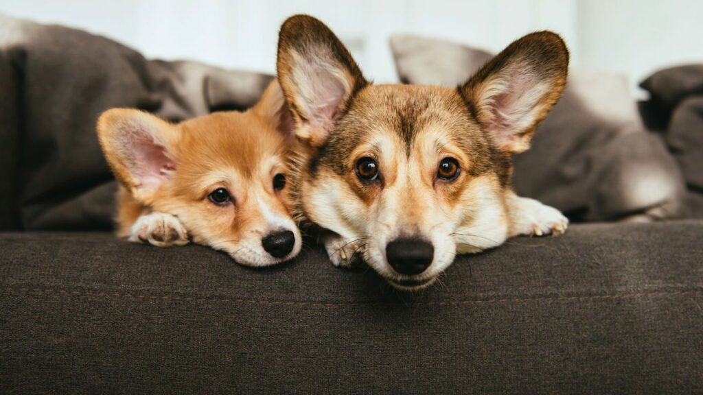 Como identificar e lidar com sinais de ciúmes entre animais de estimação