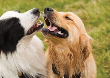 A melhor raça de cachorro para maiores de 65 anos não é o que você imagina