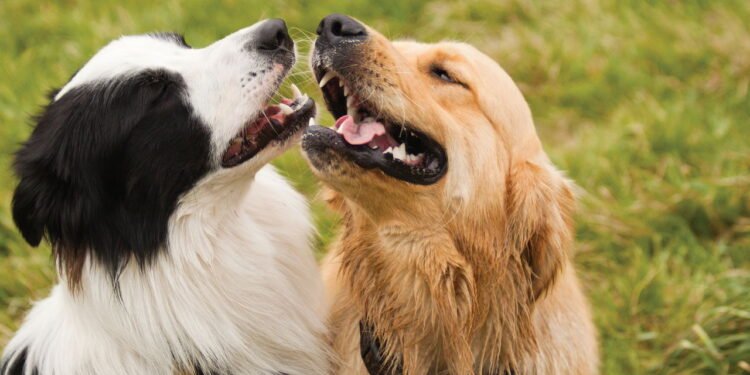 A melhor raça de cachorro para maiores de 65 anos não é o que você imagina