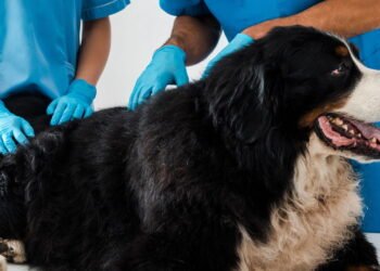 5 hábitos naturais para manter pets livres de pulgas e carrapatos