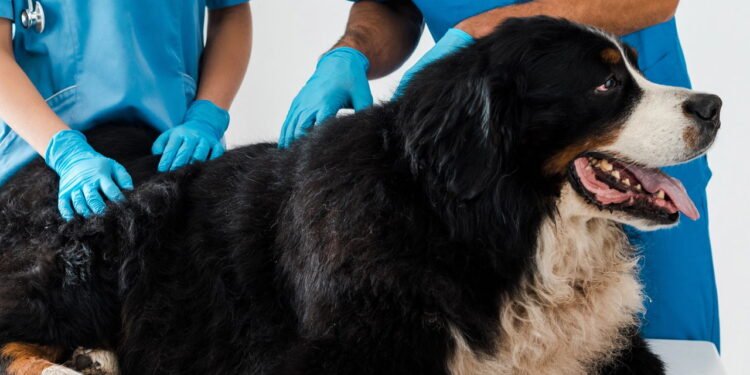 5 hábitos naturais para manter pets livres de pulgas e carrapatos