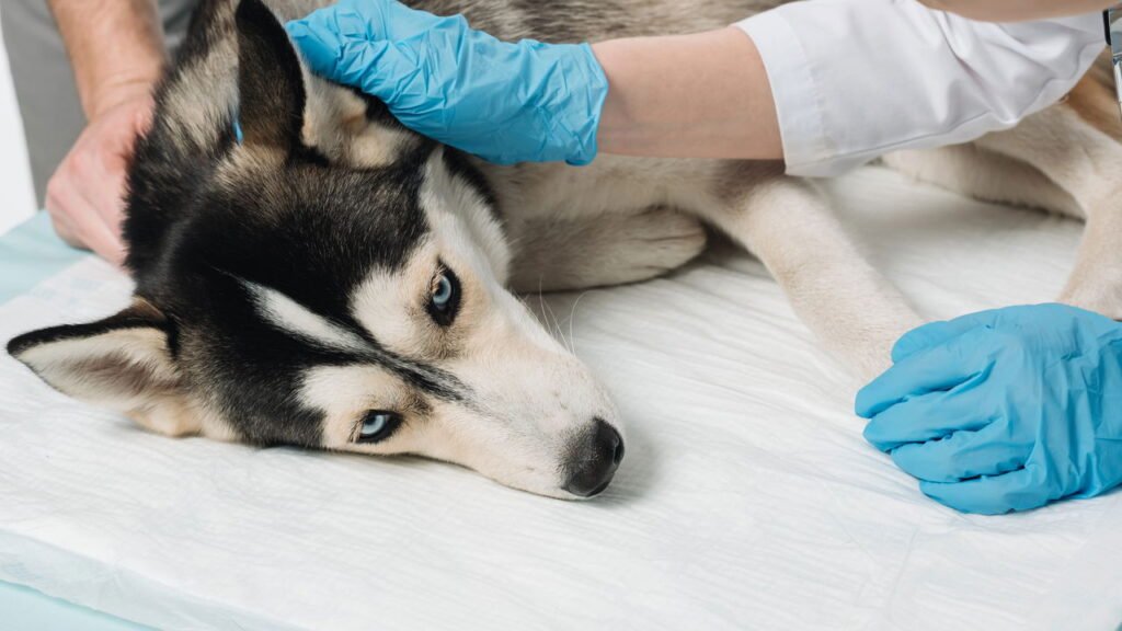 5 hábitos naturais para manter pets livres de pulgas e carrapatos