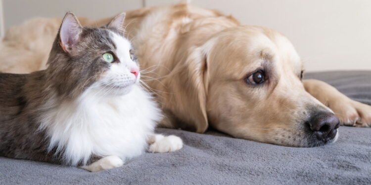 Como deixar o ambiente mais seguro para cães e gatos em casa