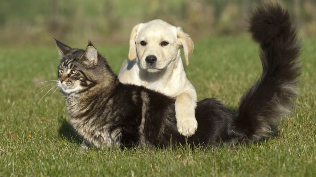 Como evitar que cães e gatos destruam móveis em casa
