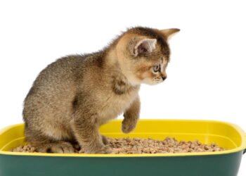 Dicas para manter a caixa de areia do gato sempre limpa e livre de odores