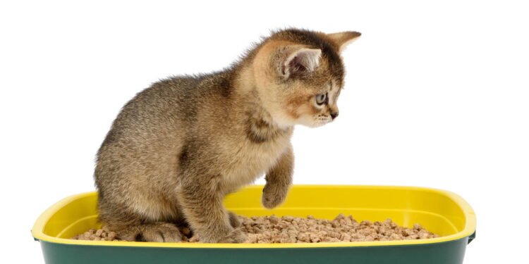 Dicas para manter a caixa de areia do gato sempre limpa e livre de odores