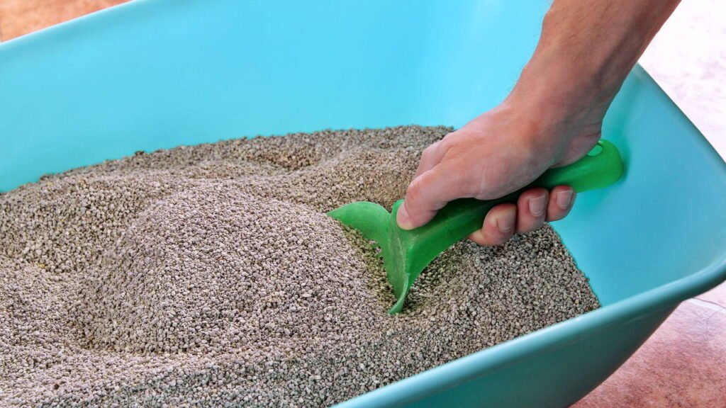 Dicas para manter a caixa de areia do gato sempre limpa e livre de odores