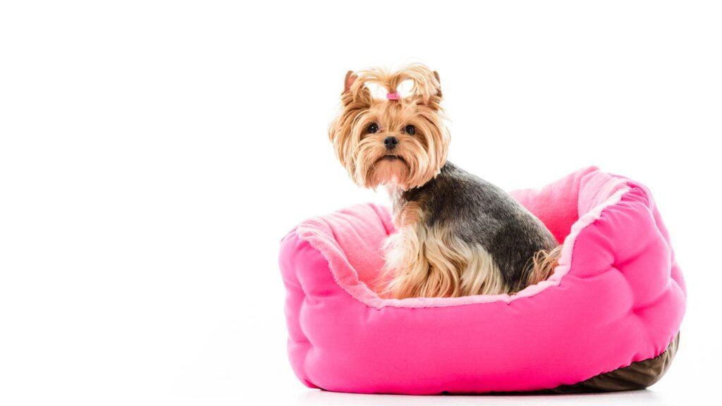 Cuidados ao escolher caminhas de cachorro ideais para cada estação do ano