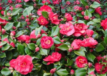 A planta que combina com todo estilo de decoração e ainda perfuma a casa