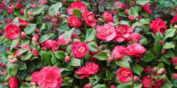 Camélia - Créditos: depositphotos.com / Raydar