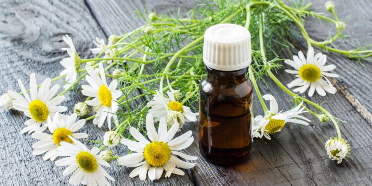 Suas folhas frescas são amplamente empregadas em infusões, xaropes ou extratos - Créditos: depositphotos.com / 13-Smile