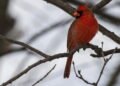 O que significa quando um cardeal vermelho aparece em sua casa no inverno