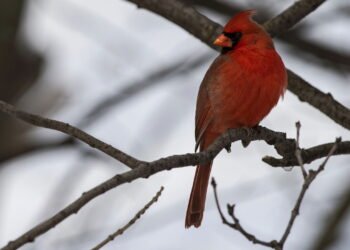 O que significa quando um cardeal vermelho aparece em sua casa no inverno