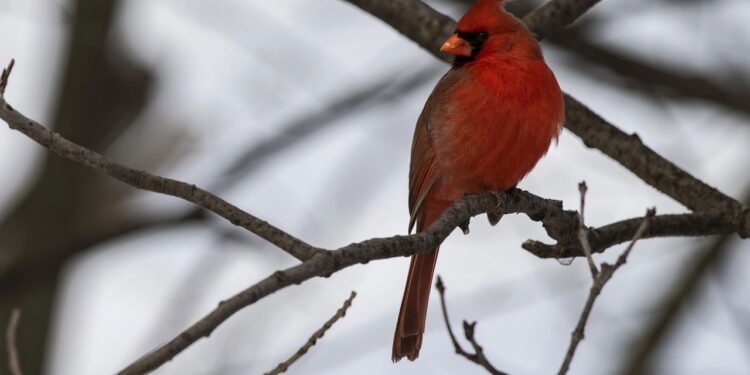 Cardeal vermelho - Créditos: depositphotos.com / JTLewis467