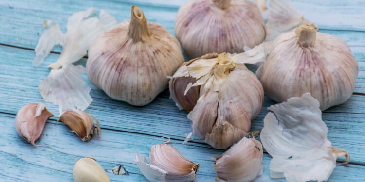 Cascas de alho da cozinha viram adubo natural que fortalece plantas e repele pragas