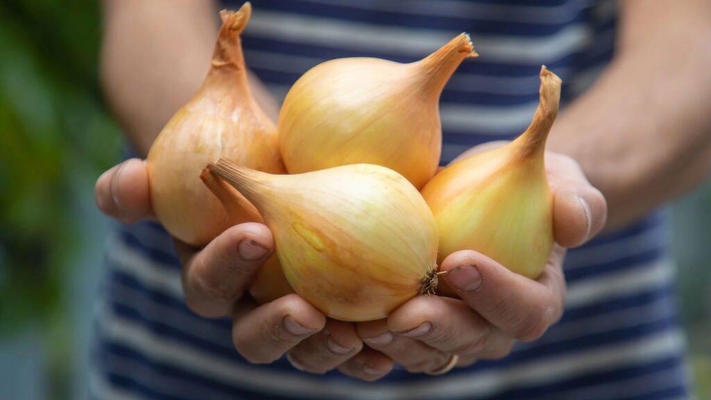 Plantar cebola em casa pode ser o que faltava para sua saúde