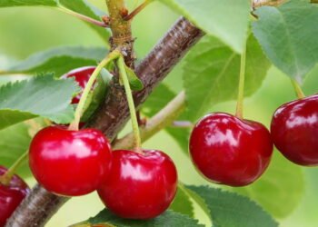 Você pode cultivar cerejas em casa e nem imagina como é simples
