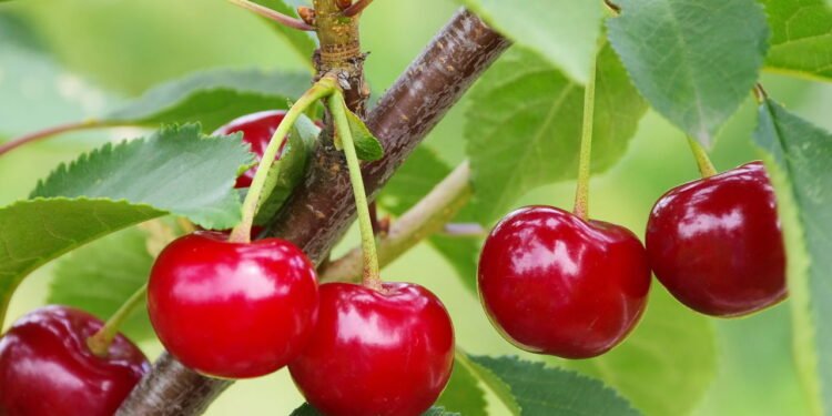 Você pode cultivar cerejas em casa e nem imagina como é simples