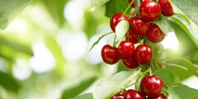 A fruta mais recomendada por nutricionistas para recuperar músculos após um treino pesado