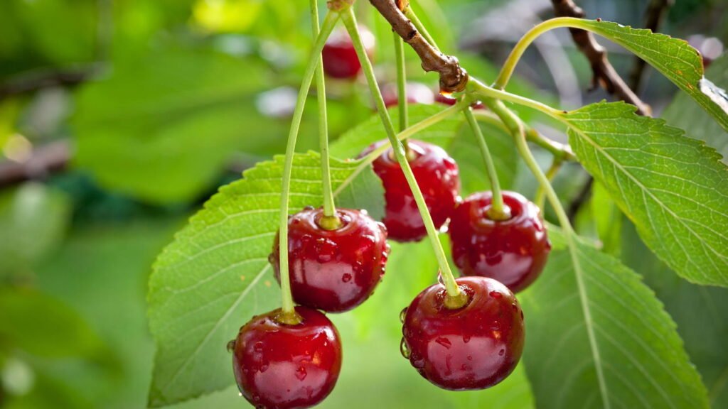 A fruta mais recomendada por nutricionistas para recuperar músculos após um treino pesado