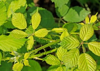 Para que serve o chá de amora segundo especialistas