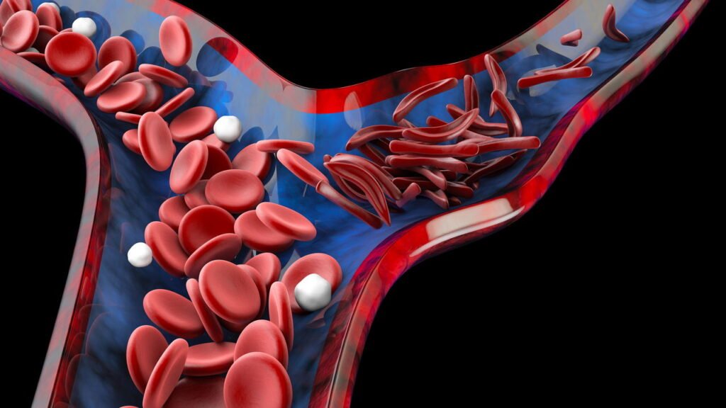 Como essa raiz ajuda na circulação e alívio de dores