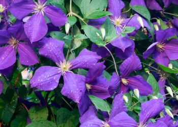 Essa trepadeira pode transformar qualquer espaço com beleza e leveza