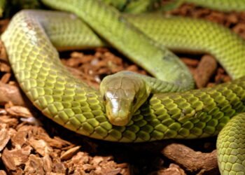 5 sinais de que buracos no quintal podem indicar cobra por perto