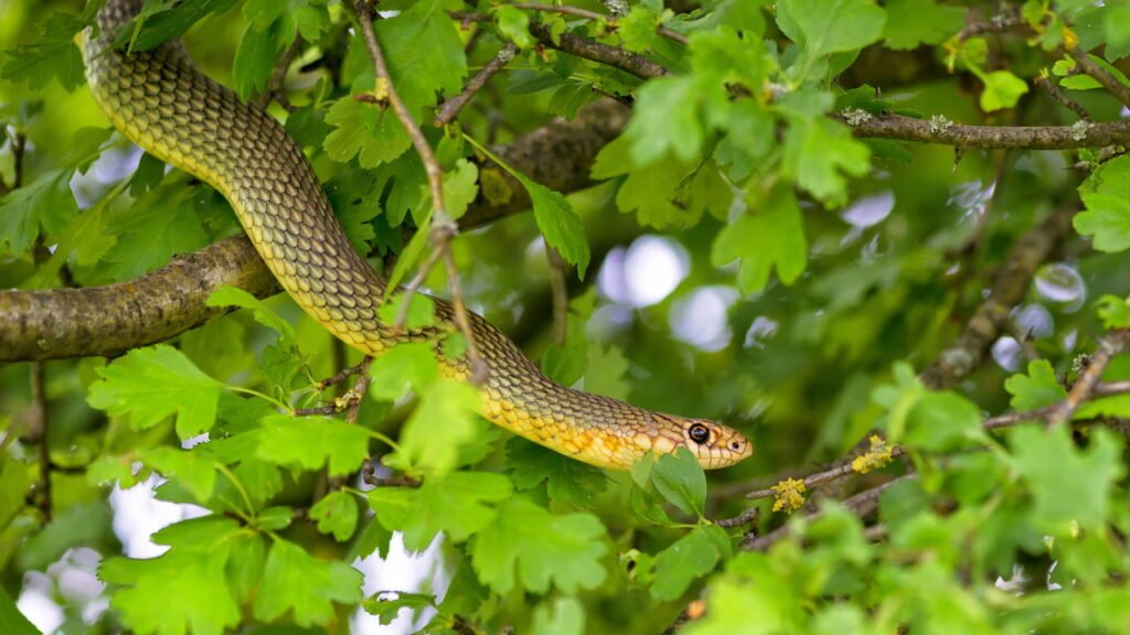5 sinais de que buracos no quintal podem indicar cobra por perto