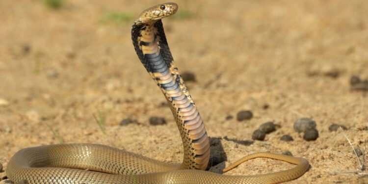 Cobra // Créditos: depositphotos.com / willem