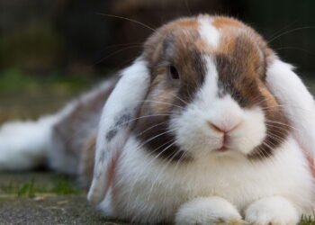 Por que os coelhos roem tudo? Entenda esse hábito curioso