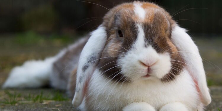 Coelhos // Créditos: depositphotos.com / DagmarHijmans