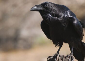 Por que os corvos são considerados as aves mais inteligentes?