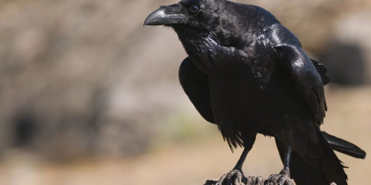 Corvos // Créditos: depositphotos.com / jalonsohu