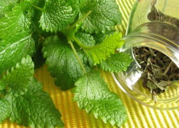 A planta que pode transformar seu dia e aliviar o estresse natural e rápido