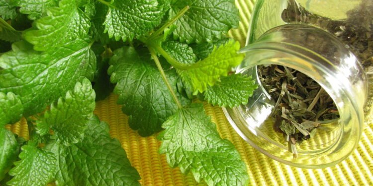 Apesar do aroma refrescante, não apresentam as mesmas propriedades terapêuticas - Créditos: depositphotos.com / HeikeRau