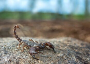 Não é mosquito nem aranha este inseto pode levar à morte se ignorado