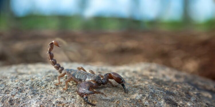 Não é mosquito nem aranha este inseto pode levar à morte se ignorado
