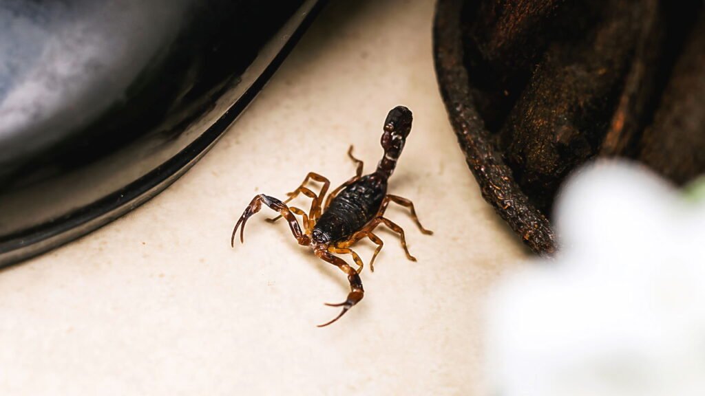 Não é mosquito nem aranha este inseto pode levar à morte se ignorado