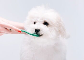 5 passos para escovar os dentes do seu pet sem estresse nem bagunça