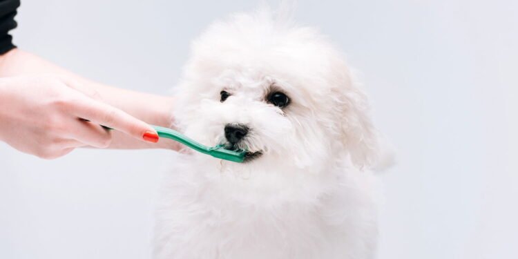5 passos para escovar os dentes do seu pet sem estresse nem bagunça