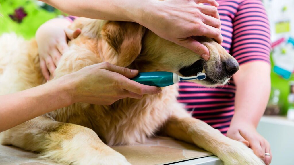5 passos para escovar os dentes do seu pet sem estresse nem bagunça