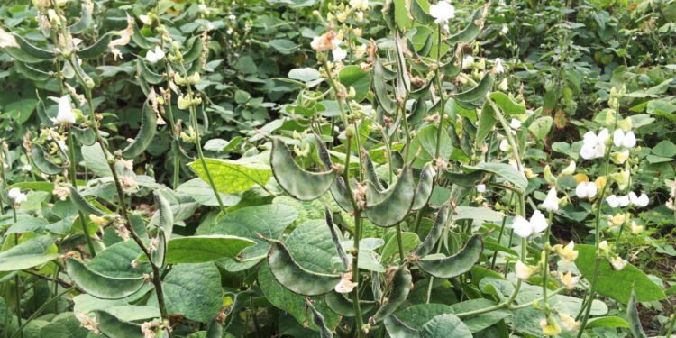 Feijão de lima - Créditos: depositphotos.com / Cinefootage