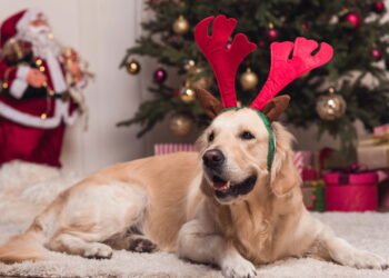 Como preparar o pet para receber visitas ou festas em casa sem estresse